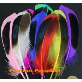 Duck Cosse Feathers Dyed Wild Duck Feathers 100pcs Assoted colors