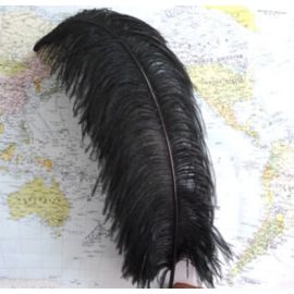 Black Ostrich Feathers Male Ostrich Wing Plumes Feathers 26-28 inch 50 Pieces