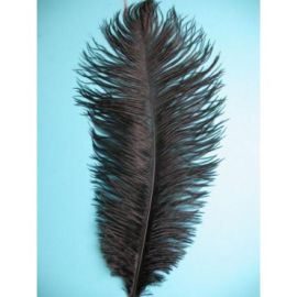 Black Ostrich Feathers/Plumes 16-18 inch 5 Pieces