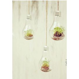 Clear Bulb Hanging Glass Terrarium/Candle Holder
