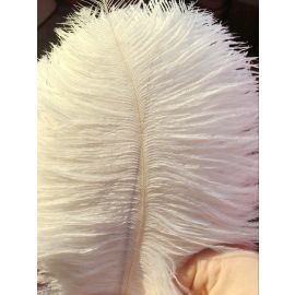 Wholesale!!!  Ivory Ostrich Feathers 6-8 inches 1000 Pieces