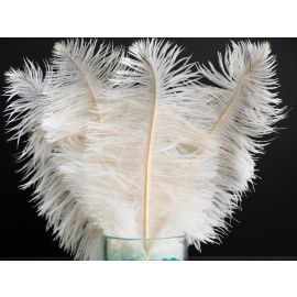 Ivory Ostrich Feathers 18-20 inch 5 Pieces