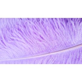 Lavender/Lilac Ostrich Feathers 22-24 inch 50 Pieces