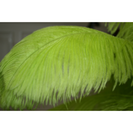 Lime Green Ostrich Feathers/Plumes 22-24 inch 50 Pieces