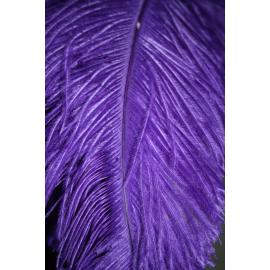 Purple Ostrich Plume 16-18 inch 50 Pieces