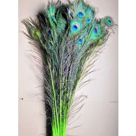 Dyed Peacock Eye Feathers 40-45" 12 Pieces - Lime Green