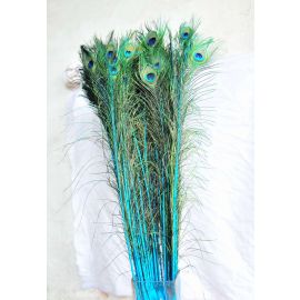 Dyed Peacock Eye Feathers 30-35" 12 Pieces - Turquoise