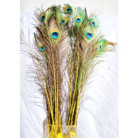 Dyed Peacock Eye Feathers 40-45" 12 Pieces - Yellow