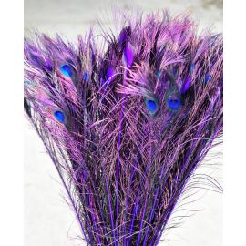 Dyed Peacock Eye Feathers 30-35" 12 Pieces - Purple