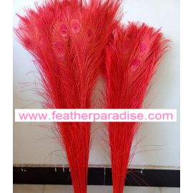Bleached and Dyed Peacock Eye Feathers 40-45" 12 Pieces - Red