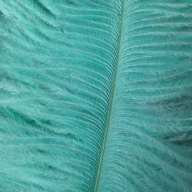 Tiffany Blue/Aqua Ostrich Feathers 16-18 inch 50 Pieces