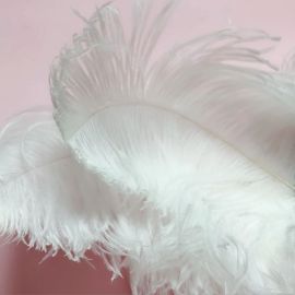 White Ostrich Feathers 14-16 inch 12 Pieces