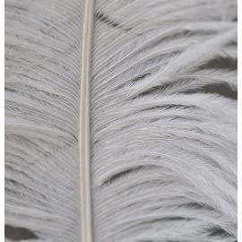 Sale!!! Ivory Ostrich Feather 6-8 inch 100 pieces
