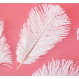 Wholesale!!!  Ostrich Feathers 10-12 inches 1000 Pieces White in the picture